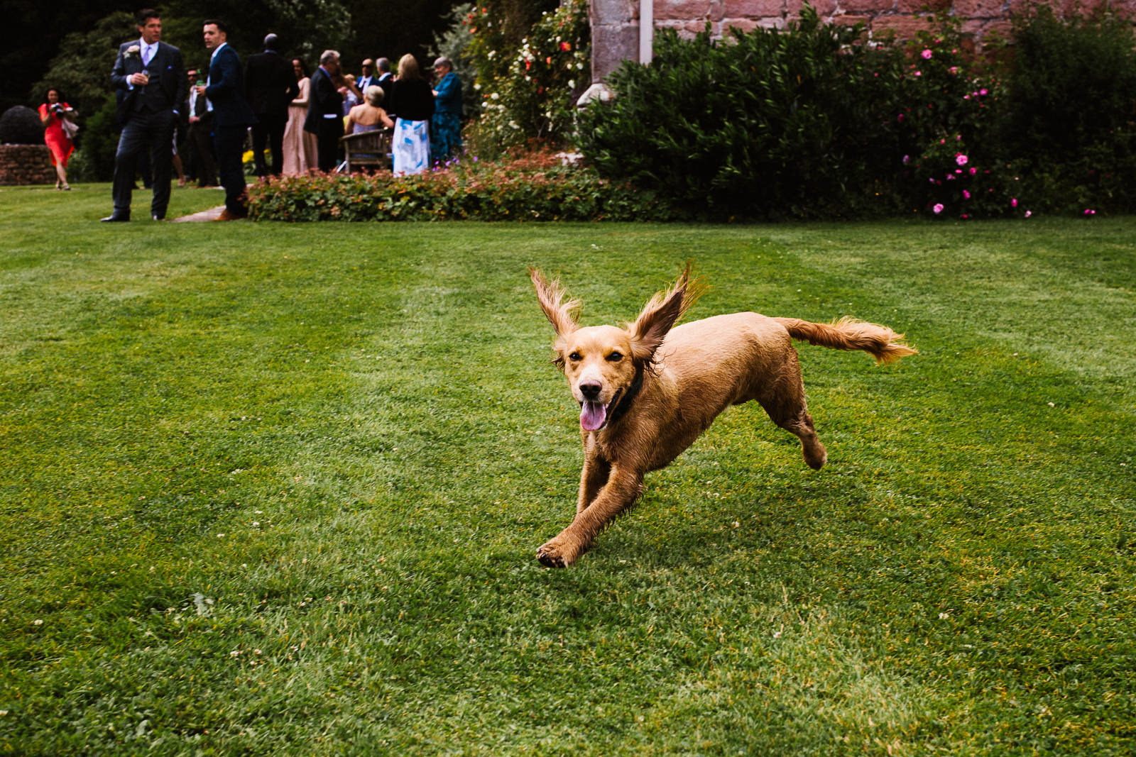 Dog running on the lawn