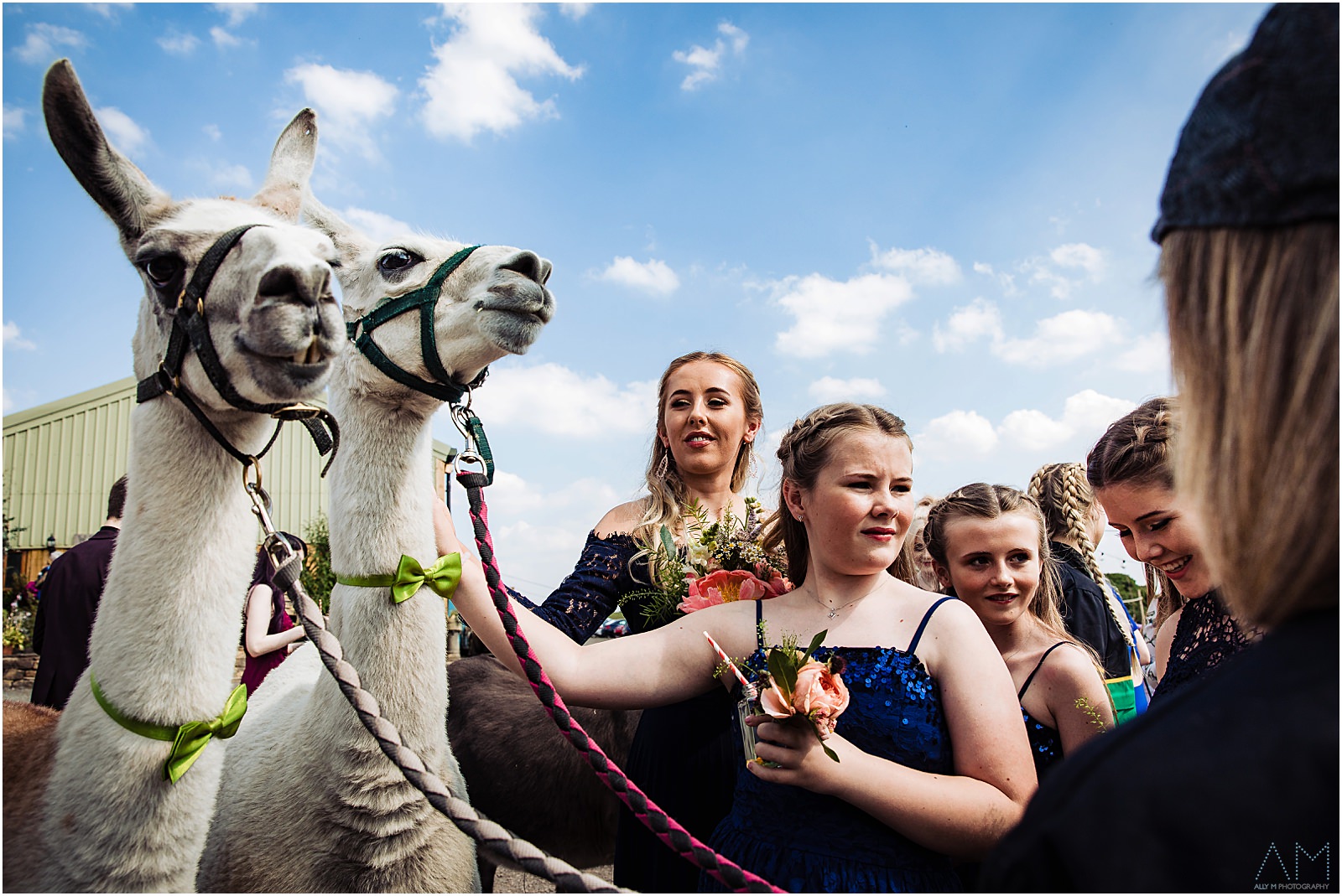 Stroking the llamas