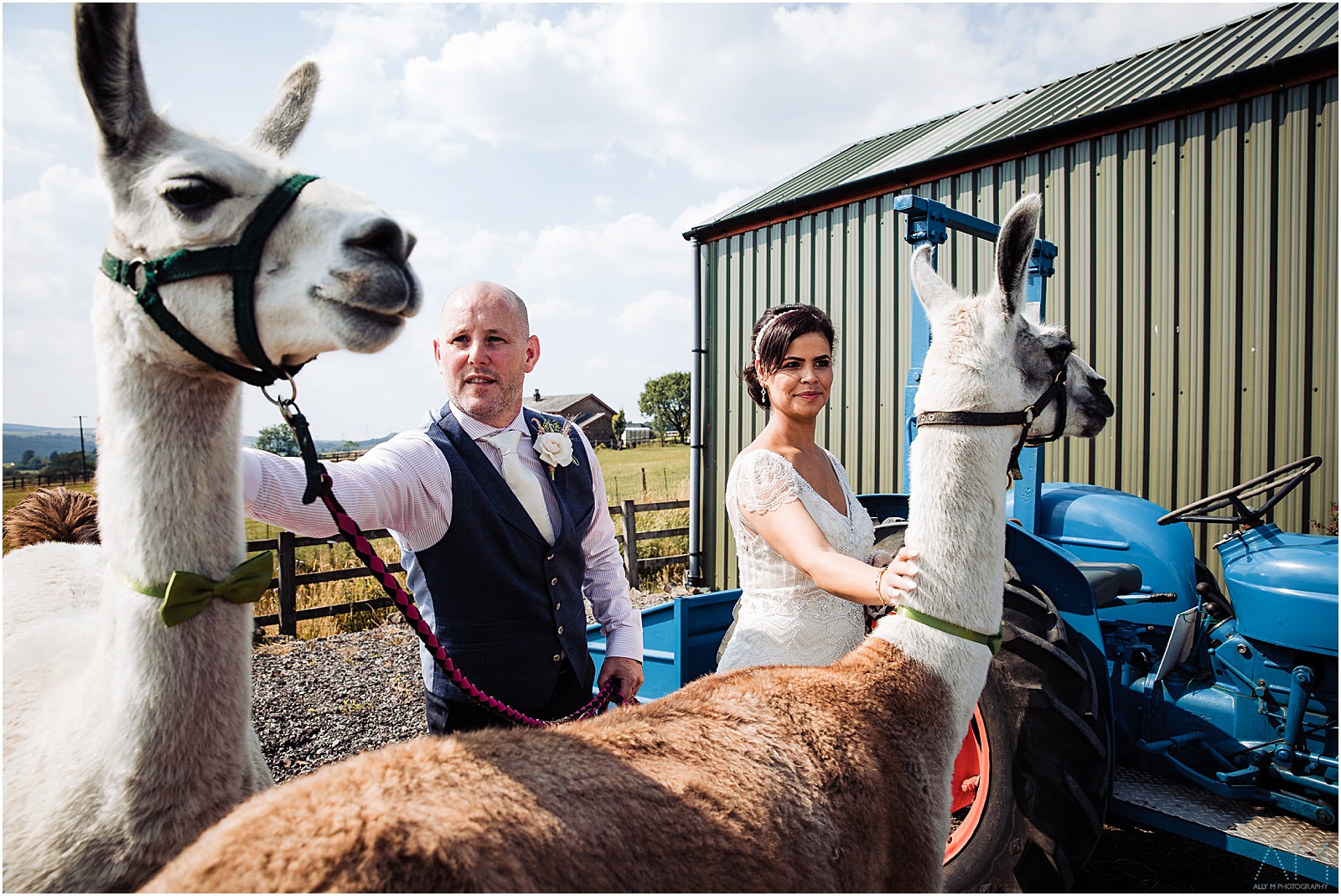 Bride and groom with llamas